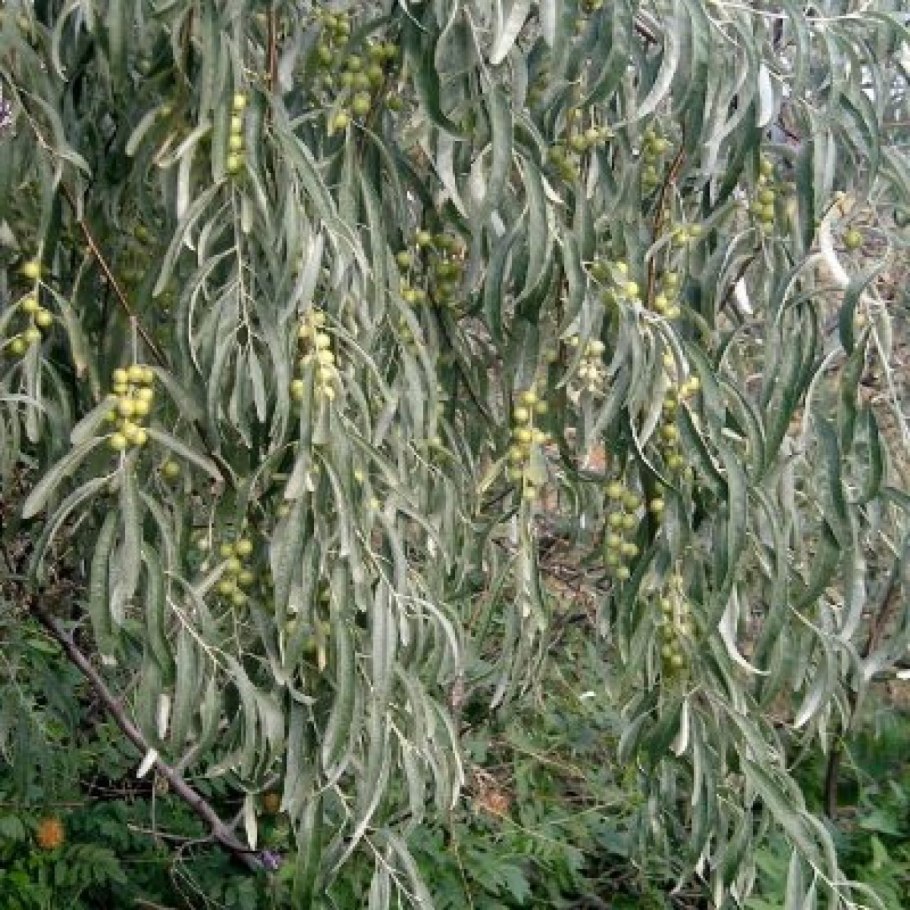 Плакучая Ива листья