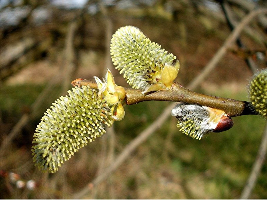 Ива белая Salix Alba плоды