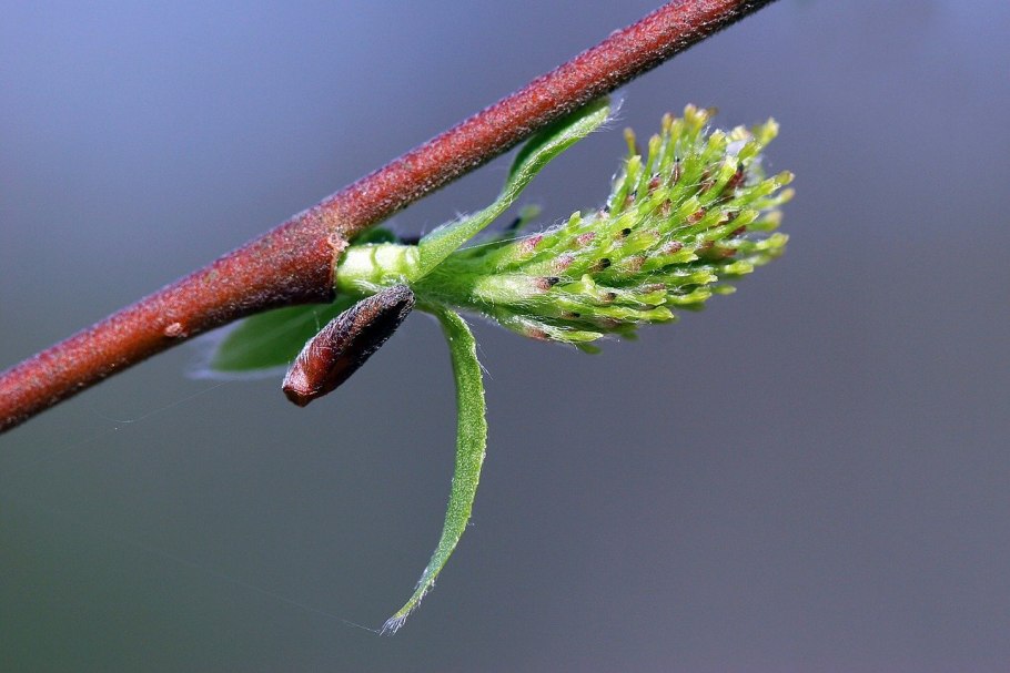 Salix purpurea l.