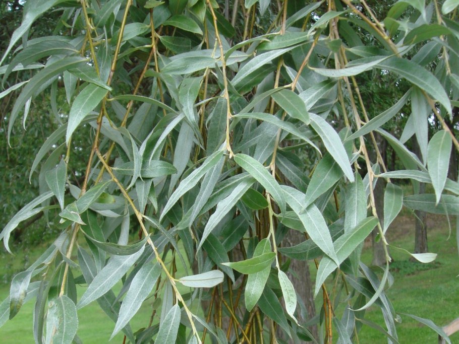 Ива пятитычинковая Salix pentandra