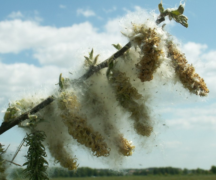 Ива пепельная Salix cinerea l.