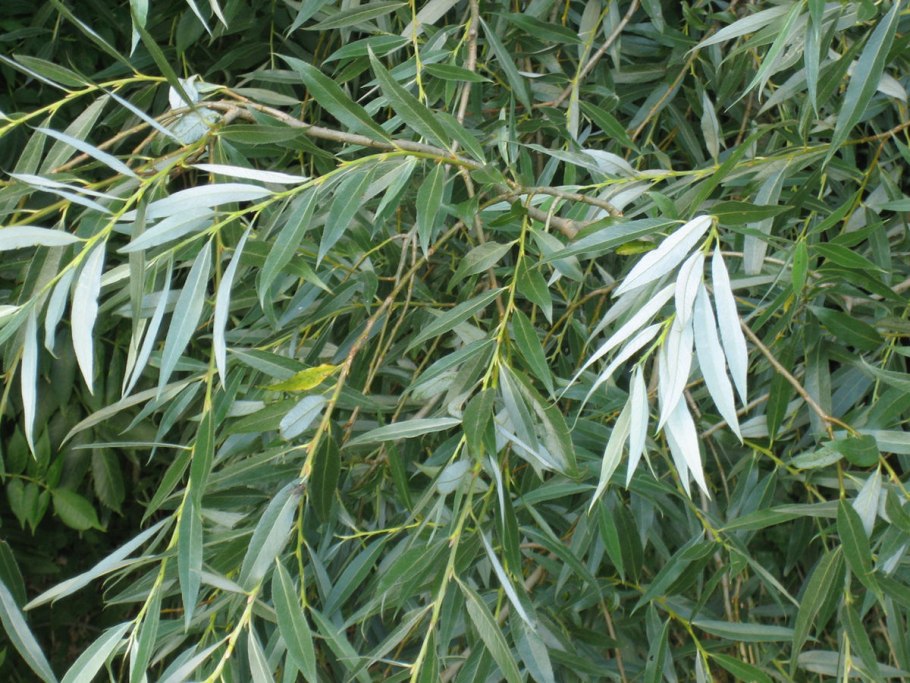 Ива белая Salix Alba плоды