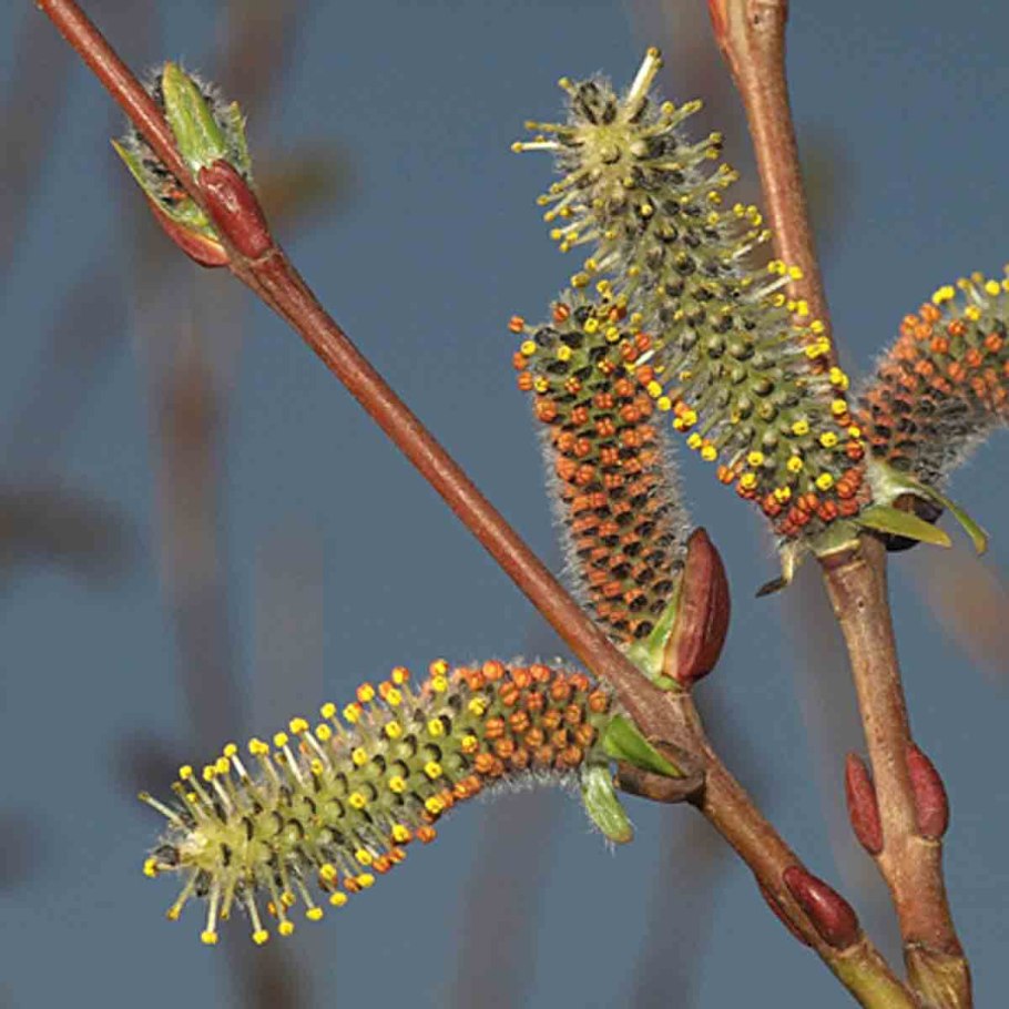 Ива бредина (Salix caprea)