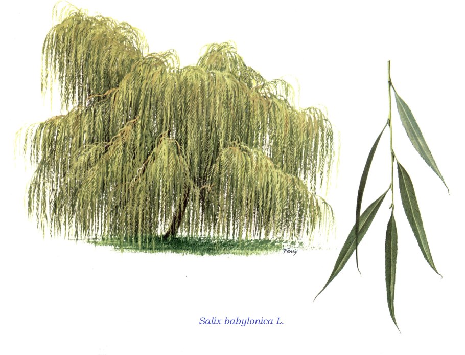 Willow catkins