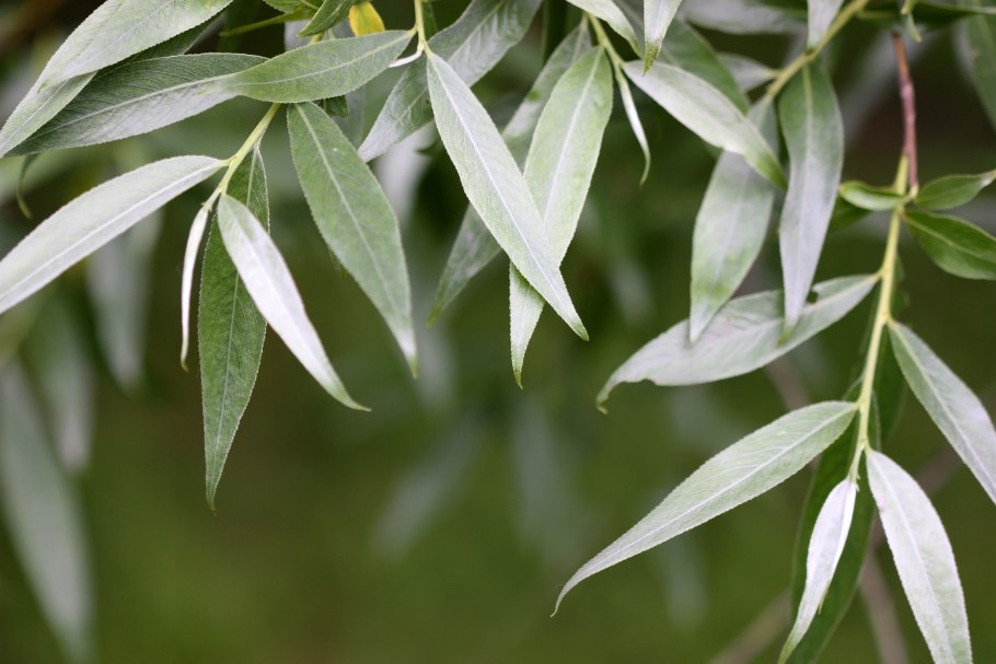 Ива ломкая (Salix fragilis), Ракита