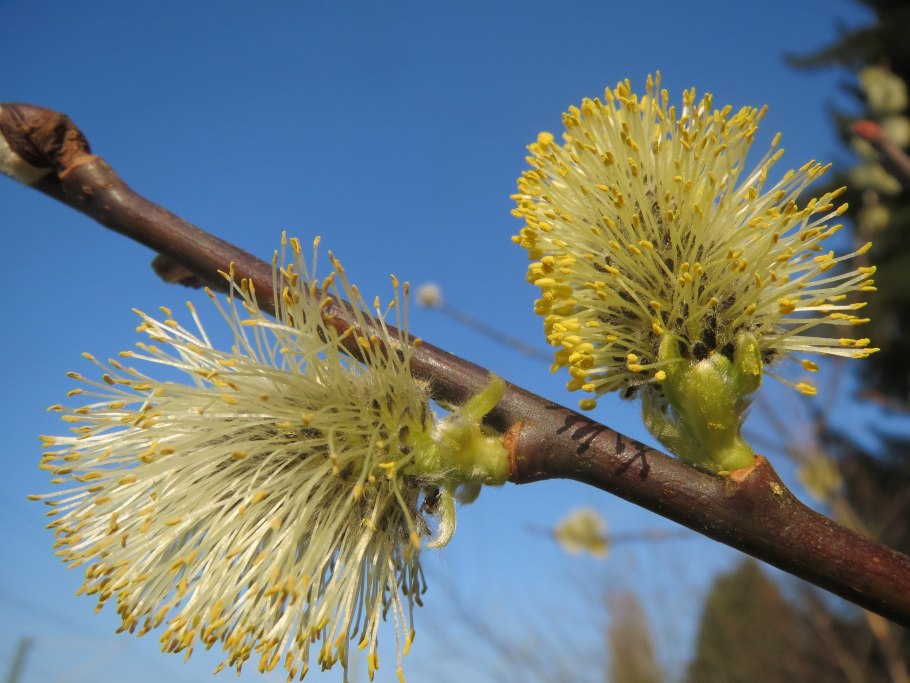 Ива белая Salix Alba плоды