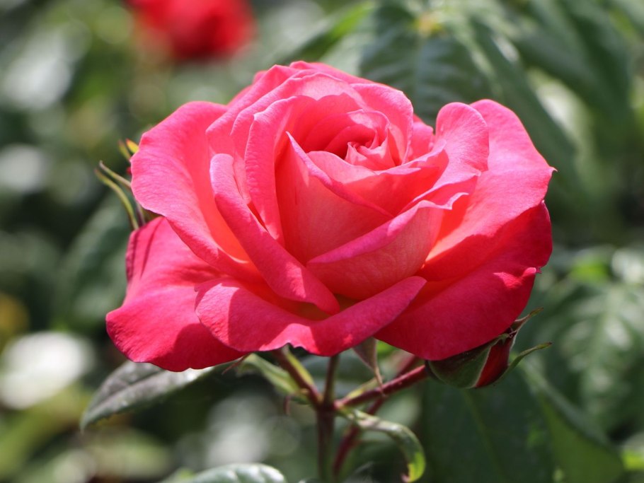 Роза Аллегра плетистая