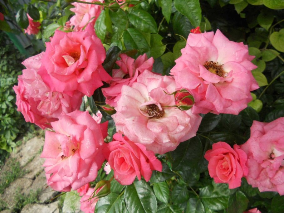 Роза плетистая Клайминг Санрайз