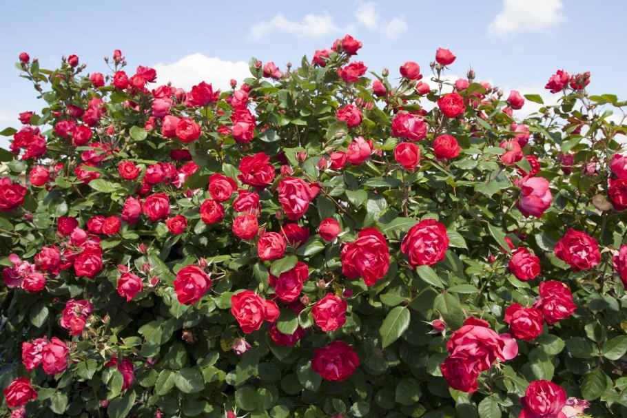 Роза белая с красной каймой сорт