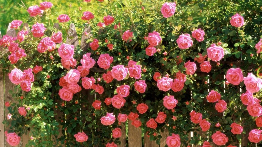 Роза плетистая Сантана арка