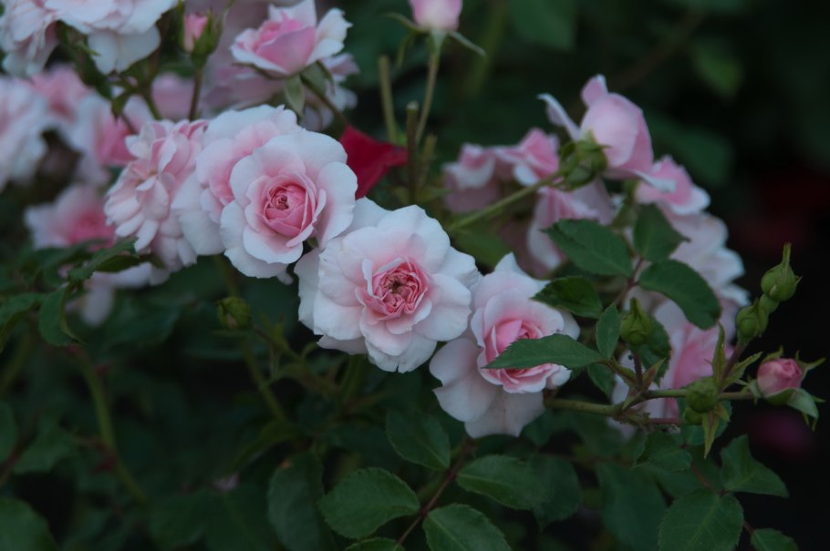 Роза кустарниковая красная