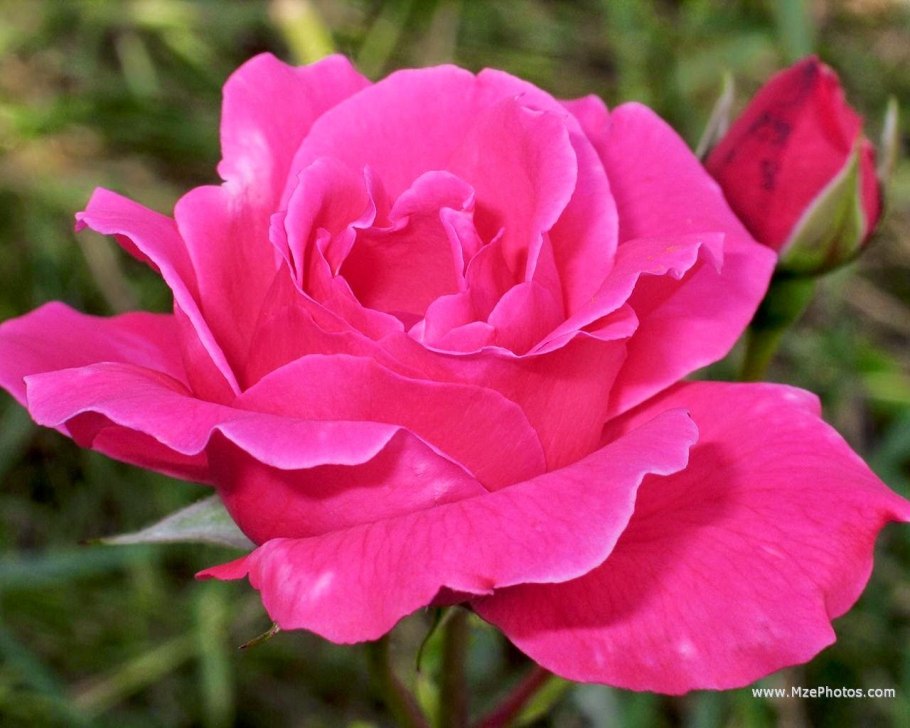 Шогун Shogun роза