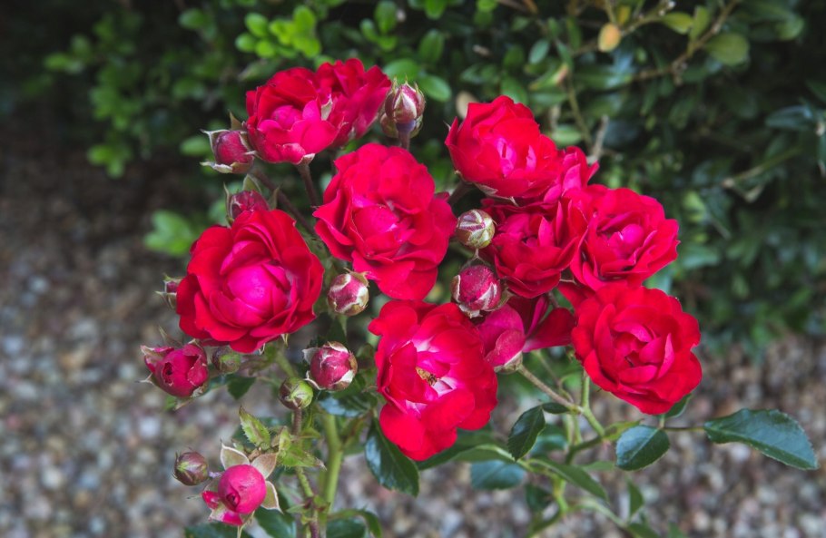 Роза чайно-гибридная Пинк пантер