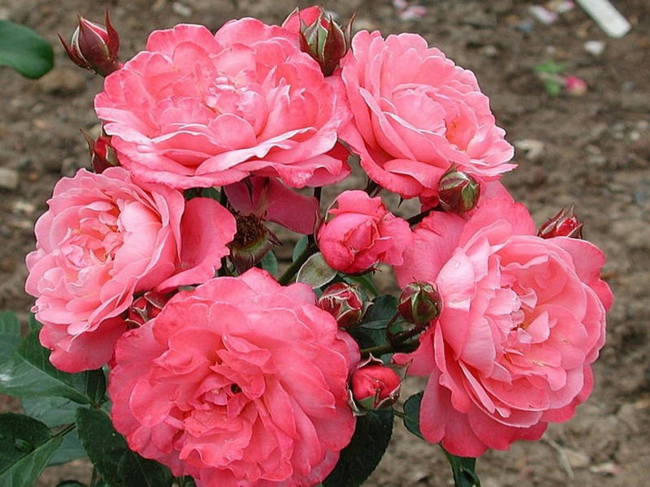 Роза Аттика плетистая