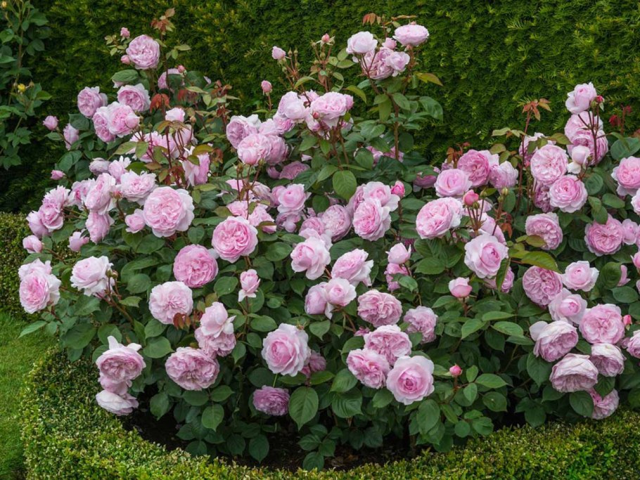 Плетистые мелкоцветные розы