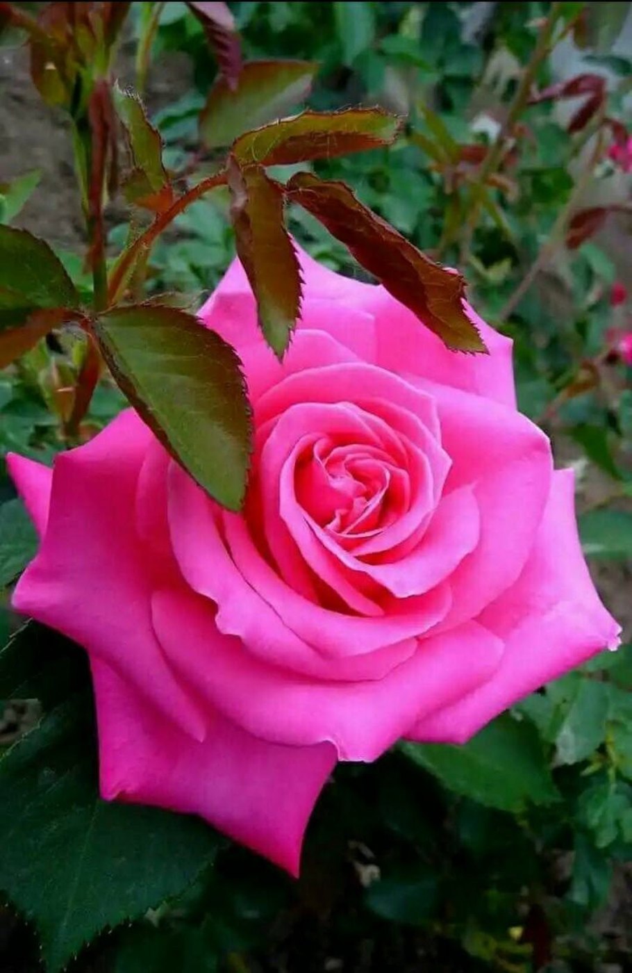 Роза Клайв флорибунда