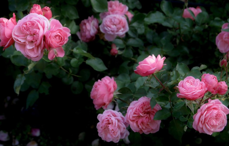 Роза Шоган Эквадор