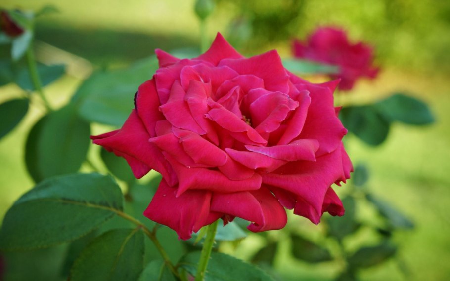 Роза куст Medeo