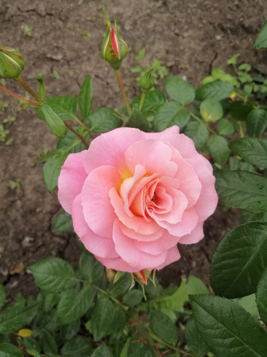 Роза Шогун плетистая