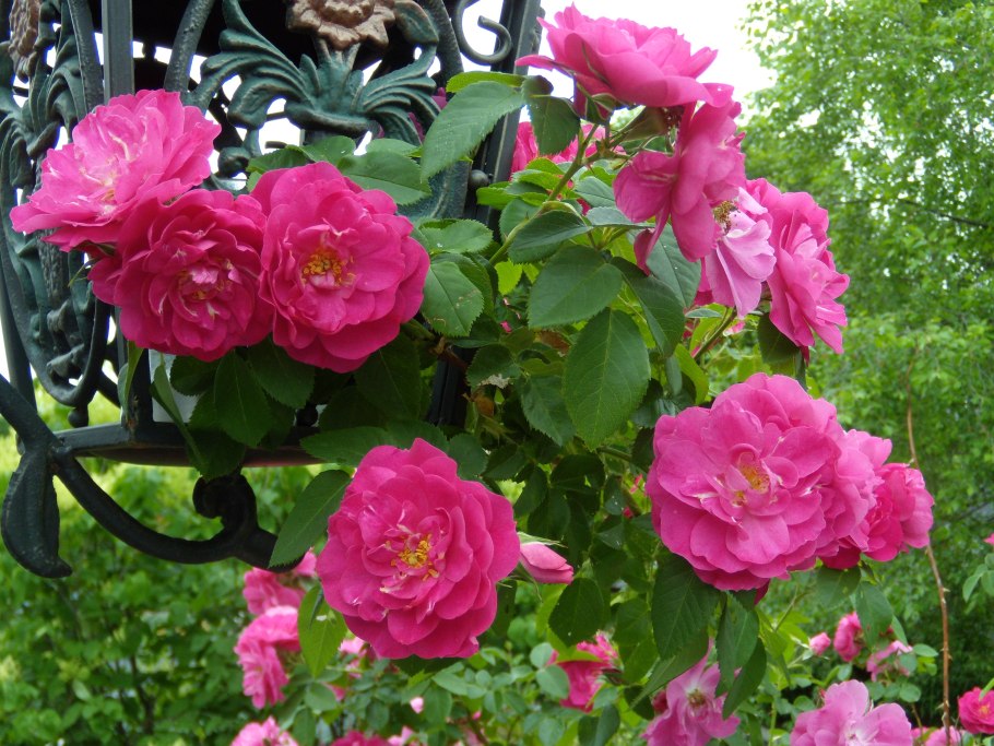 Сорт розы Shogun