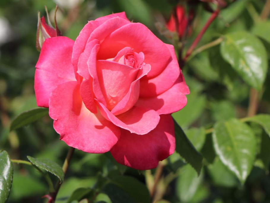 Роза Сегун плетистая