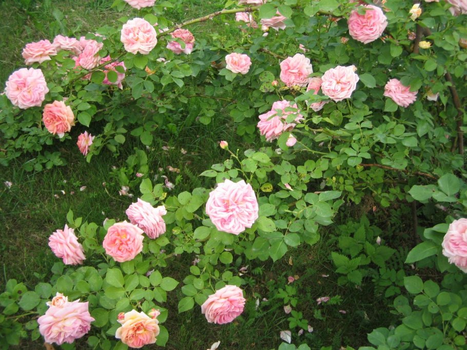 Роза плетистая Мушимара