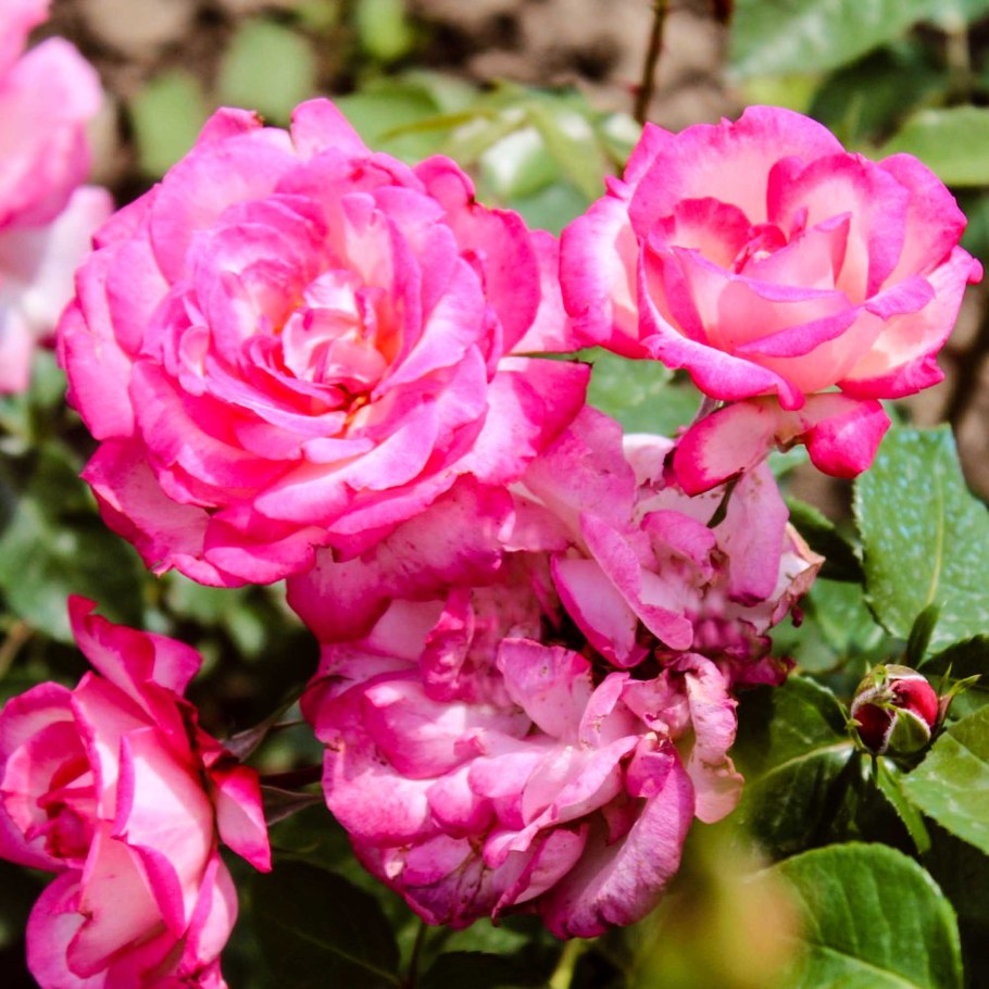 Роза Эквадор Шогун