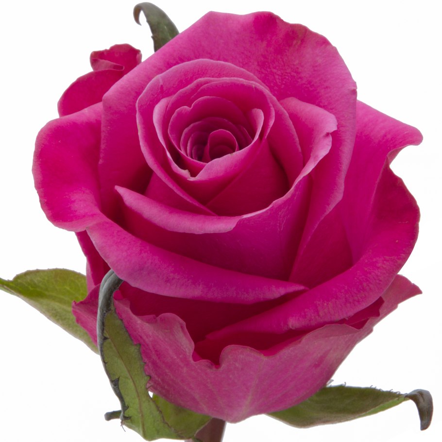 Corail Gelee роза