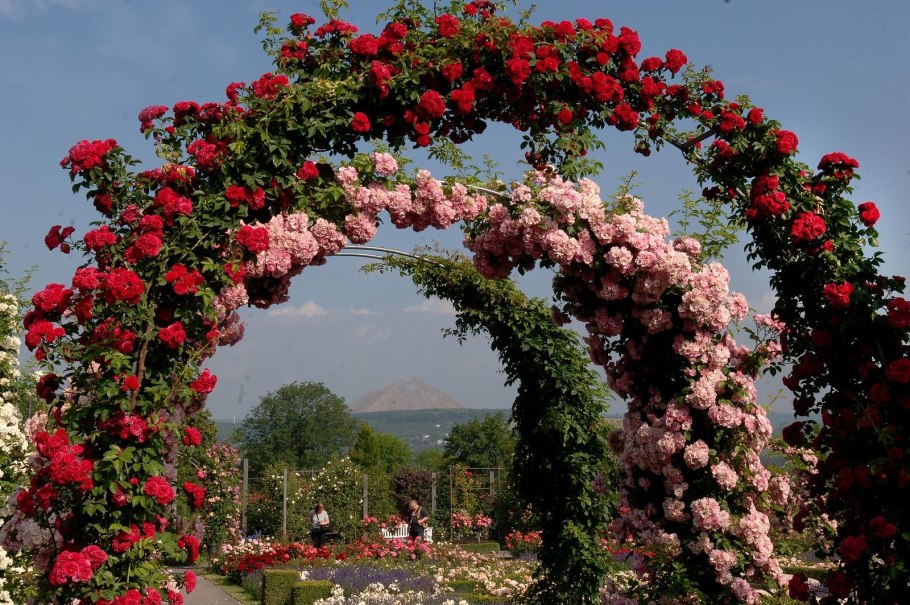 Роза Хайдеконигин