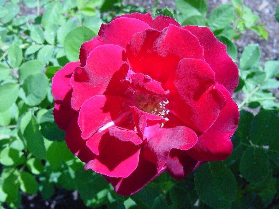 Роза Кисс ми Кейт