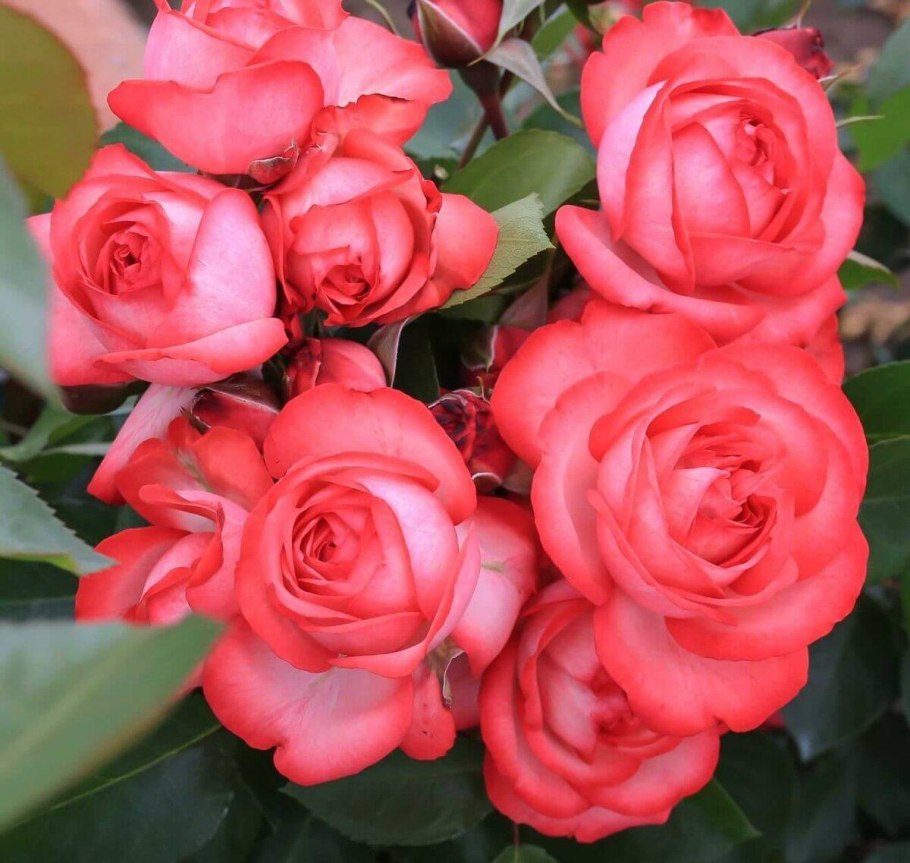 Роза Кения Bellerose