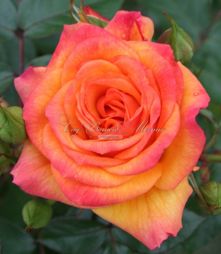 Роза менхензауэр