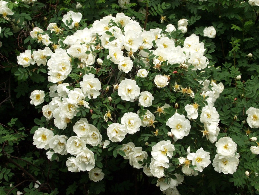 Роза Парковая бутон де роз