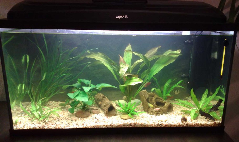 Растения в горшках в аквариуме