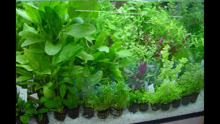 Растения в аквариуме в горшочках