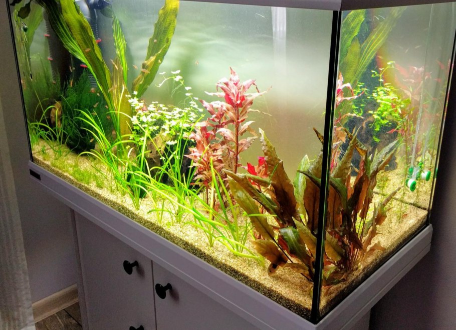 Водные растения для аквариума