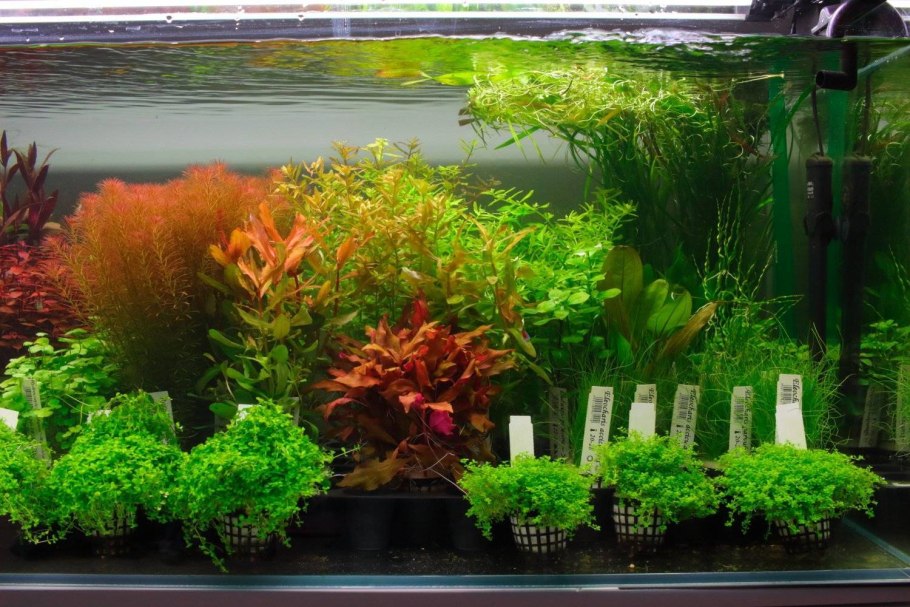 Аквариумы водоросли дно