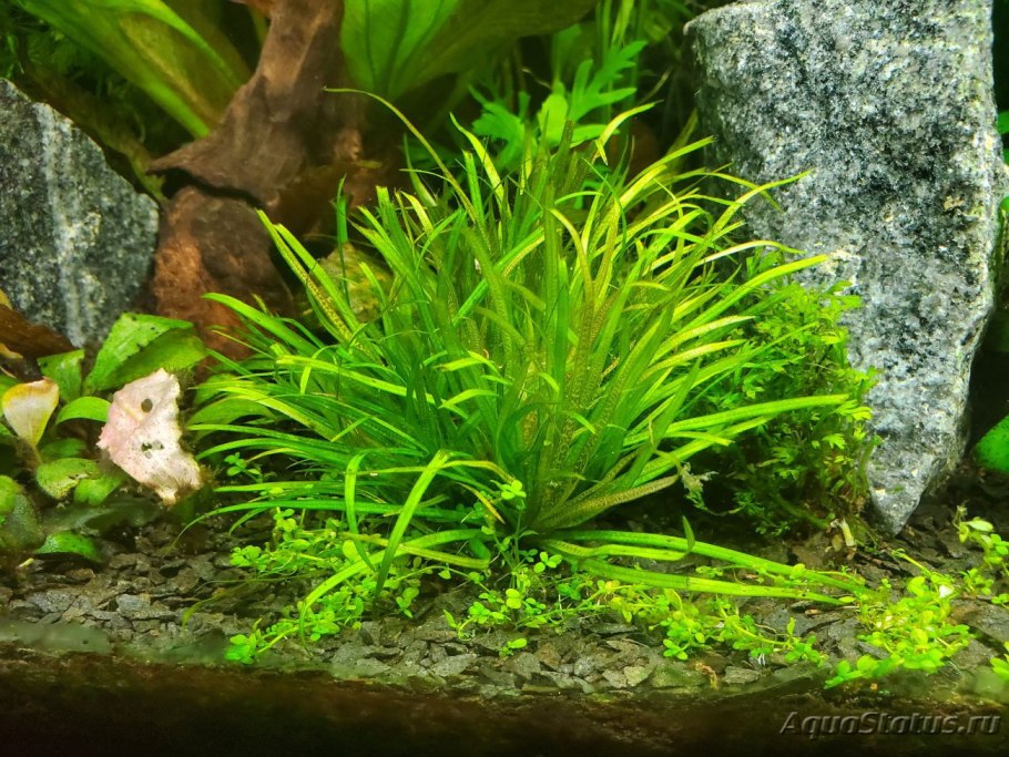 Растения в горшках в аквариуме