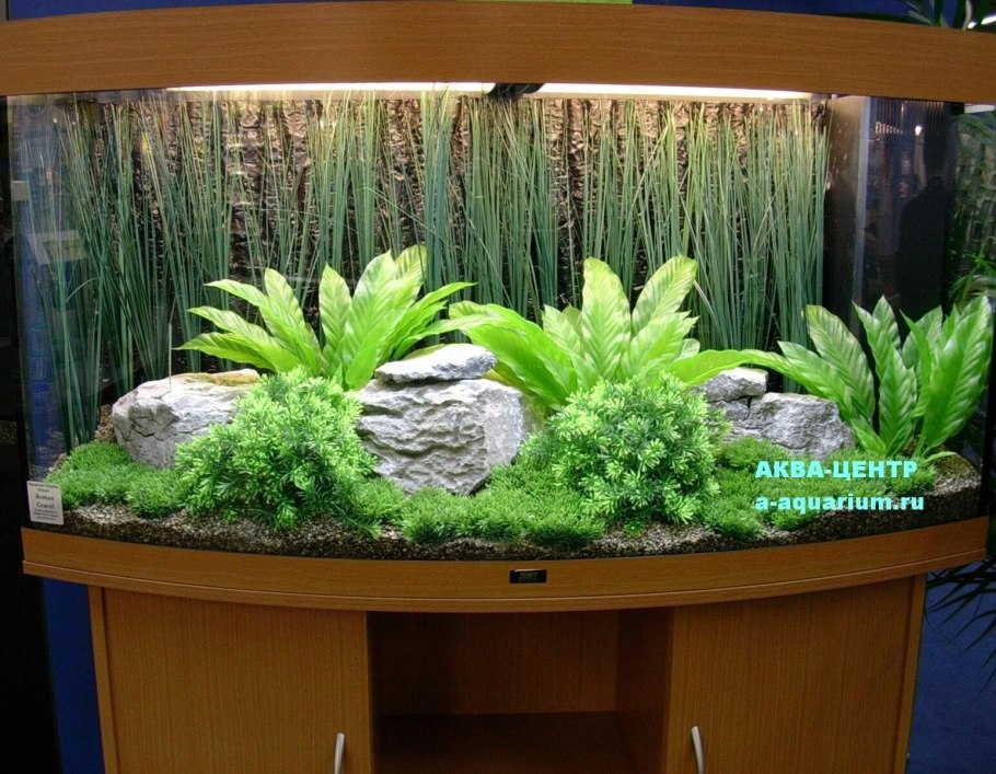 Декоративные растения для аквариума
