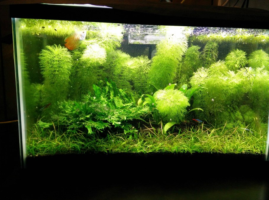 Горшки для водорослей в аквариум
