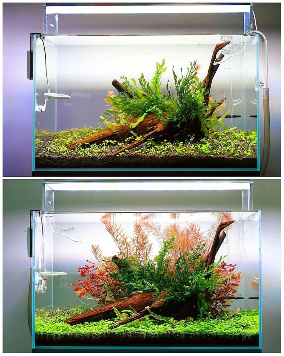 Акваскейп элеохарис камни песок