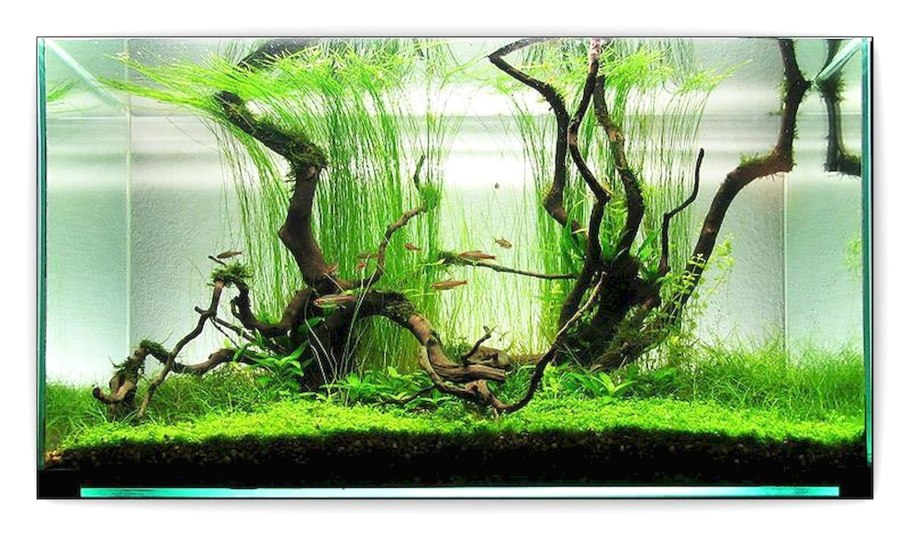 Мох тамарассер