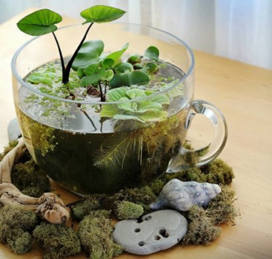 Растения в палюдариум