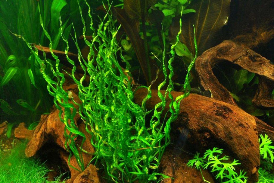 Криптокорина Вендта (Cryptocoryne wendtii)