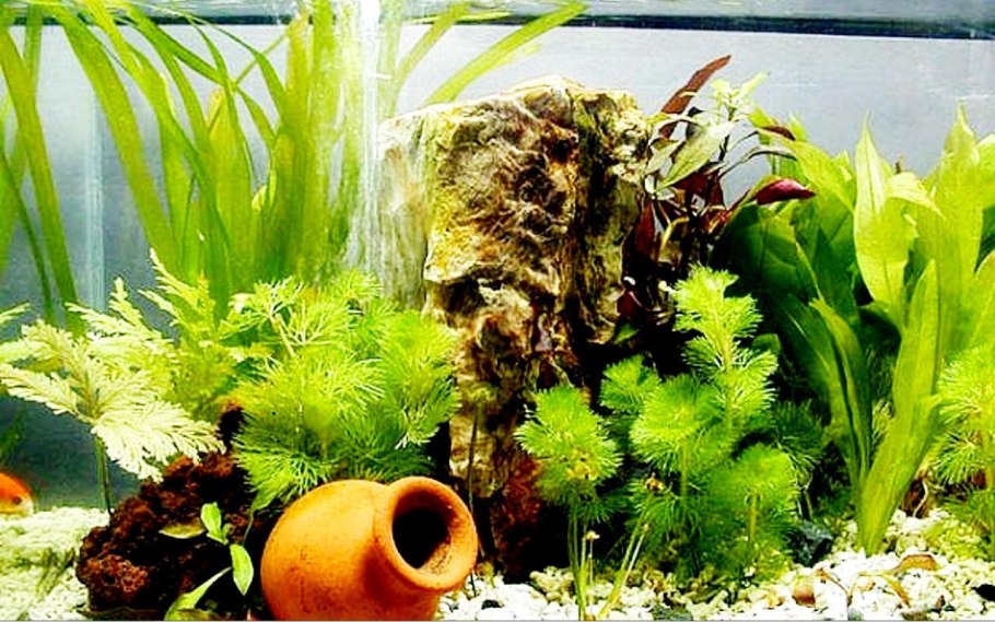 Людвигия Болотная зеленая