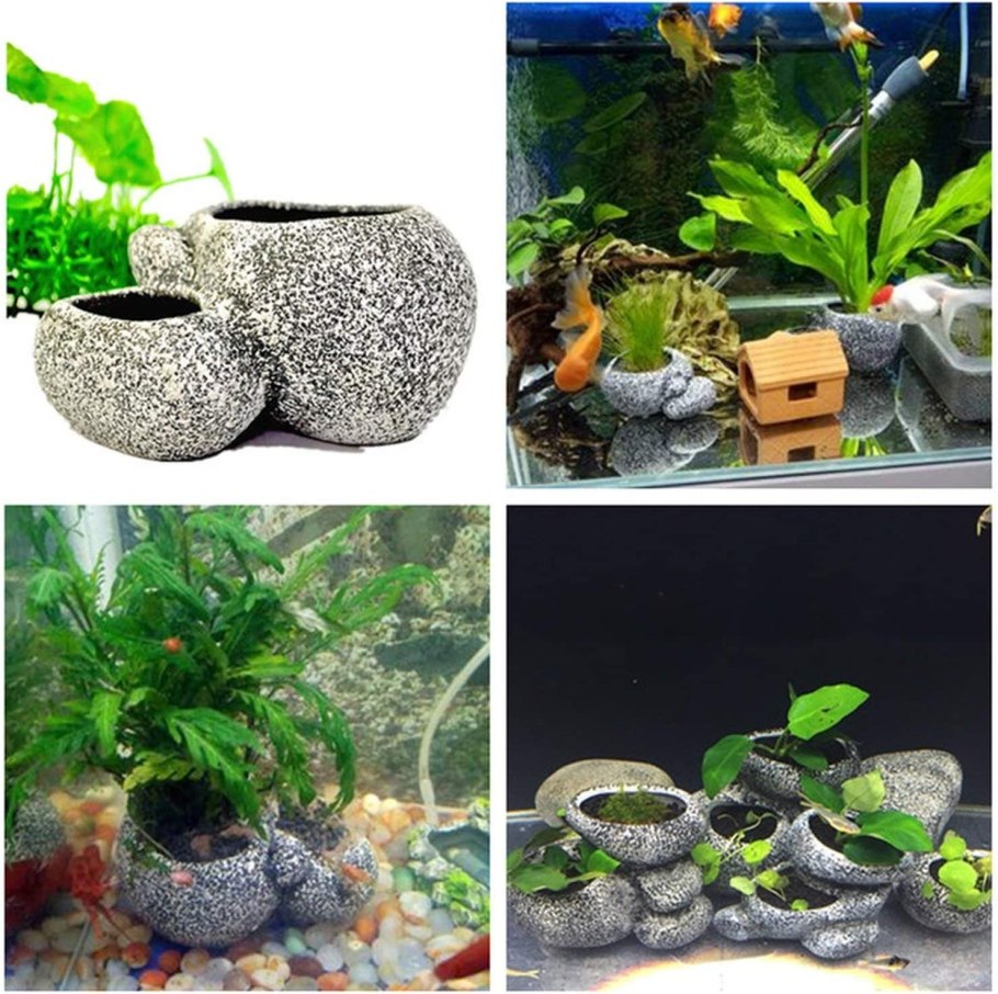 Террариумные растения