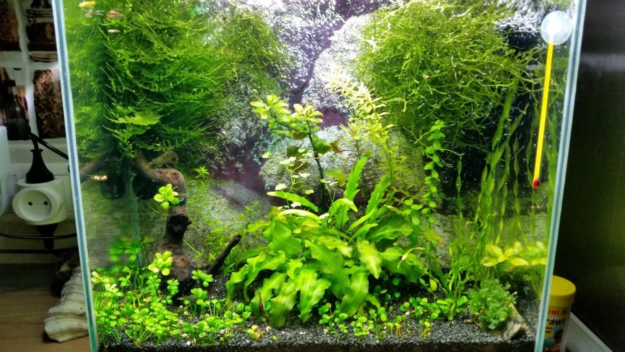 Луковичные аквариумные растения