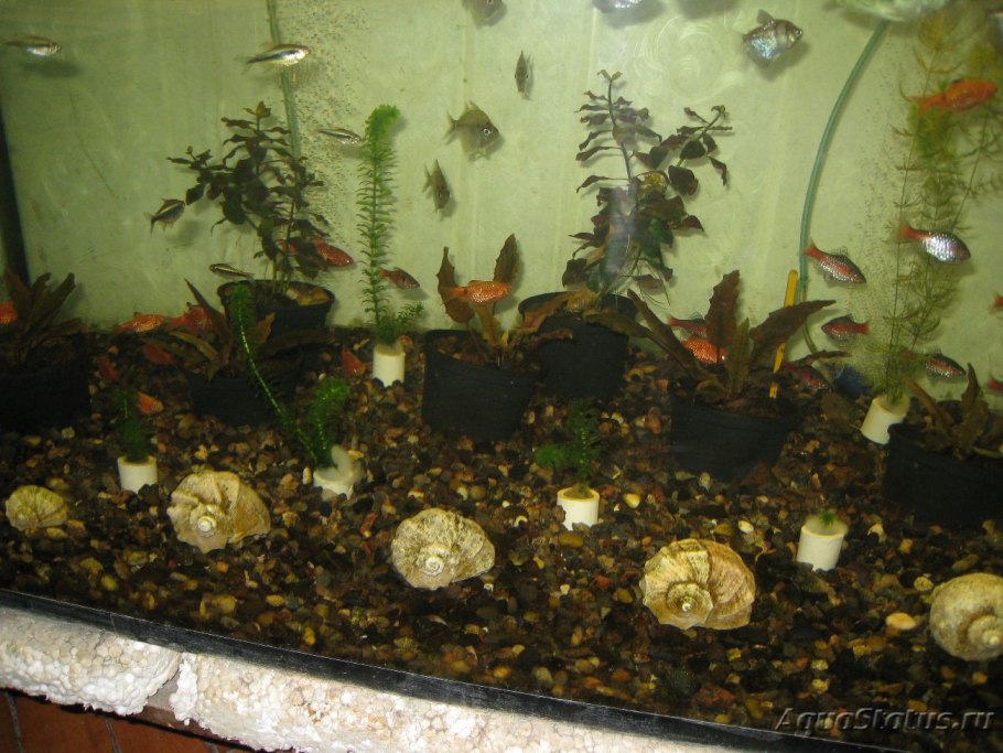 Растения в горшках в аквариуме