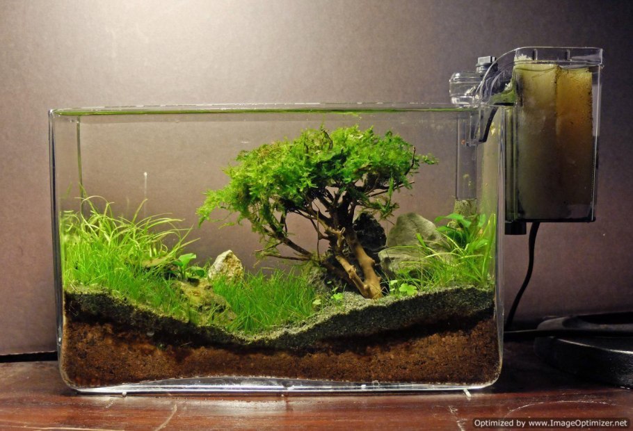 Хлорофитум в аквариуме