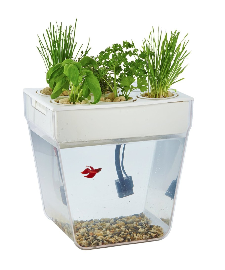 Совместимые аквариумные растения